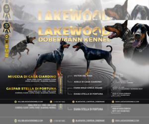 Doberman Pinscher Litter for sale in FORT LAUDERDALE, FL, USA