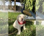 Small Photo #35 Labrador Retriever Puppy For Sale in MIAMI, FL, USA