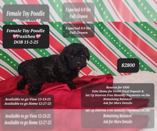 Medium Photo #1 Poodle (Toy) Puppy For Sale in TUCSON, AZ, USA