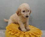Puppy DMF B1 Labradoodle