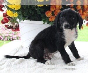 Poodle (Standard)-Rat Terrier Mix Puppy for sale in FREDERICKSBURG, OH, USA