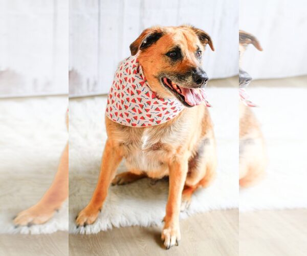 Medium Photo #3 Mutt Puppy For Sale in Greenville, SC, USA