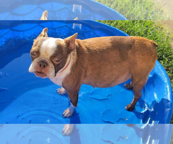 Medium Photo #4 Boston Terrier Puppy For Sale in Little Elm, TX, USA