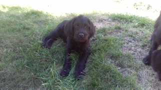Labradoodle Puppy for sale in DES MOINES, IA, USA