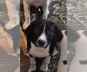 English Springer Spaniel-Pointer Mix Dogs for adoption in Aurora, IN, USA