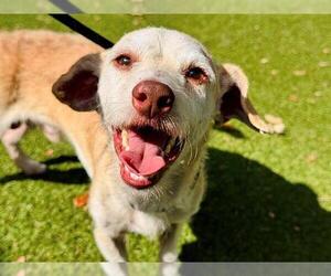 Chihuahua Dogs for adoption in Orlando, FL, USA