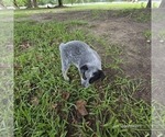 Small Photo #3 Australian Cattle Dog Puppy For Sale in LAURINBURG, NC, USA
