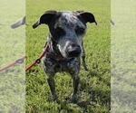 BENNY - Male Catahoula Leopard Dog-Unknown Mix Dog for Adoption - Small photo