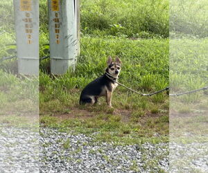 Chihuahua-Unknown Mix Dogs for adoption in Staley, NC, USA