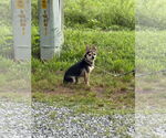 Small Chihuahua Mix