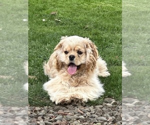 Cocker Spaniel Puppy for sale in ROSEBURG, OR, USA