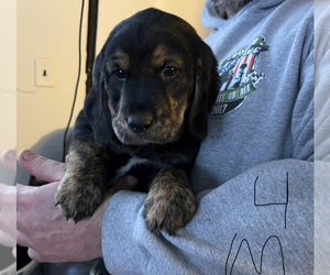 Labbe Puppy for sale in SPENCER, NY, USA
