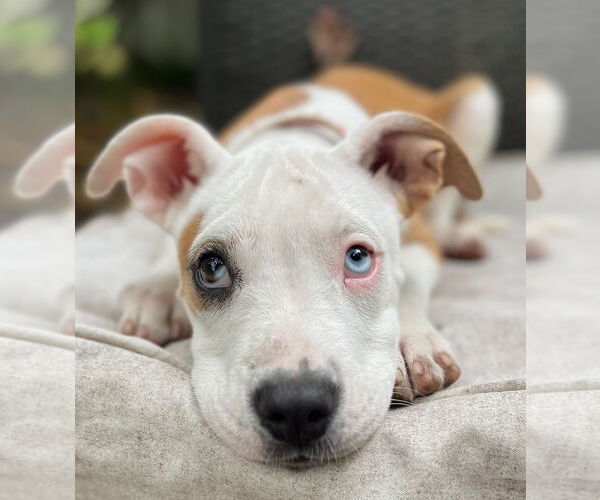 Medium Photo #6 American Pit Bull Terrier-Unknown Mix Puppy For Sale in Wakefield, RI, USA