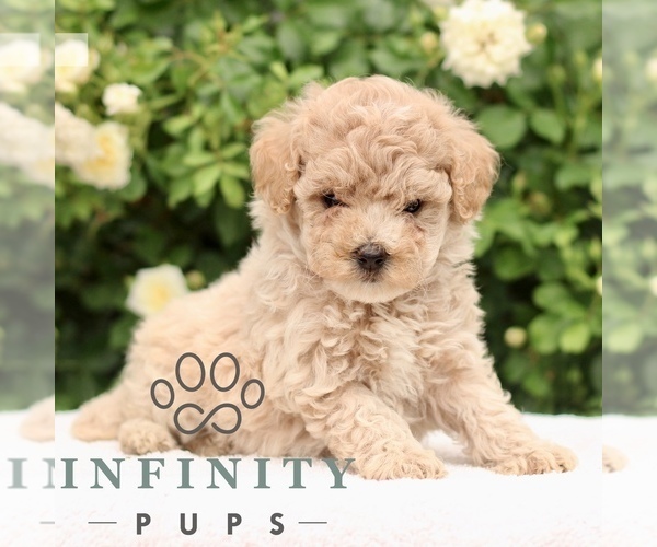 Medium Photo #2 Poodle (Toy) Puppy For Sale in PARADISE, PA, USA