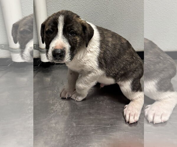 Medium Photo #2 Mutt Puppy For Sale in Sanford, FL, USA