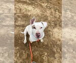 Small #28 American Staffordshire Terrier