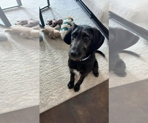 Mutt Dogs for adoption in MECHANICSBURG, PA, USA