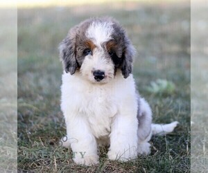 Bernedoodle (Miniature) Puppy for sale in NEW HOLLAND, PA, USA