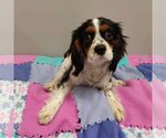 Small Photo #3 Cavalier King Charles Spaniel Puppy For Sale in St. Louis Park, MN, USA