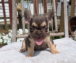 Small Photo #17 French Bulldog Puppy For Sale in GOSHEN, IN, USA