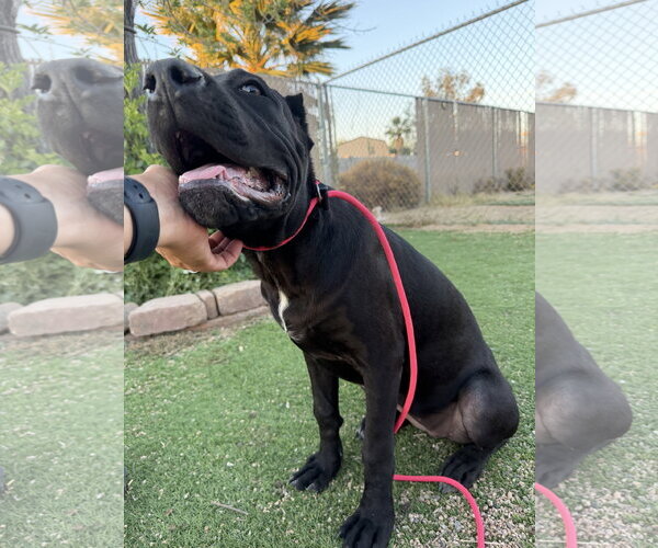 Medium Photo #6 Mutt Puppy For Sale in Goodyear, AZ, USA