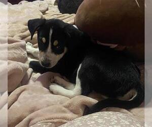 Siberian Husky-Unknown Mix Dogs for adoption in San Antonio, TX, USA