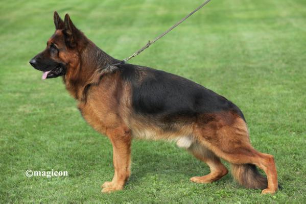 Medium Photo #1 German Shepherd Dog Puppy For Sale in SEATTLE, WA, USA
