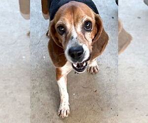 Beagle Dogs for adoption in Dunnellon, FL, USA