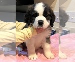 Small Photo #3 Saint Bernard Puppy For Sale in COLORADO SPRINGS, CO, USA