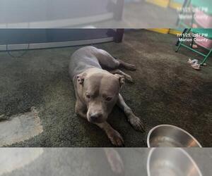 American Pit Bull Terrier Dogs for adoption in Ocala, FL, USA