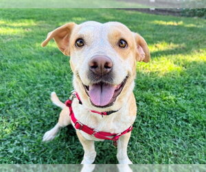 Labrador Retriever-Unknown Mix Dogs for adoption in San Clemente, CA, USA