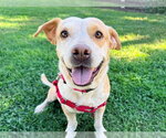 PEPPER - Female Labrador Retriever-Unknown Mix Dog for Adoption - Small photo