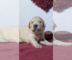 Small Photo #5 Golden Retriever Puppy For Sale in MODESTO, CA, USA