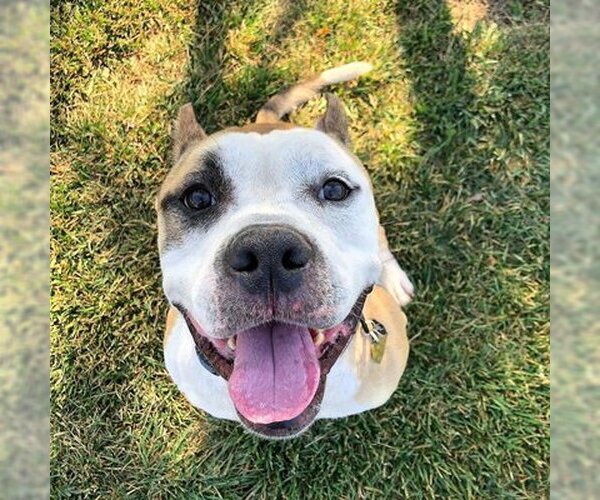 Medium Photo #3 American Staffordshire Terrier-Unknown Mix Puppy For Sale in Ventura, CA, USA