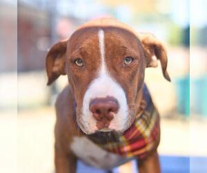 Mutt Dogs for adoption in San Antonio, TX, USA