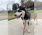 Small Siberian Husky Mix