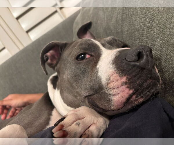 Medium Photo #4 Mutt Puppy For Sale in Lockport, NY, USA