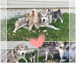Small Photo #2 Alaskan Husky Puppy For Sale in LAKEFIELD, MN, USA