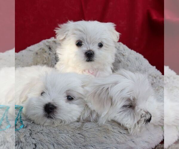 Medium Photo #2 Maltese Puppy For Sale in GREENVILLE, PA, USA
