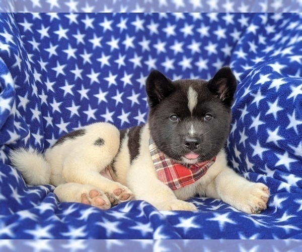 Medium Photo #5 Akita Puppy For Sale in AIRVILLE, PA, USA