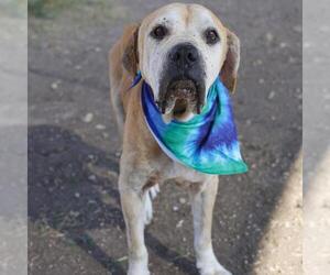 Chow Chow-Labrador Retriever Mix Dogs for adoption in San Antonio, TX, USA