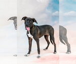 Small #1 Catahoula Leopard Dog Mix