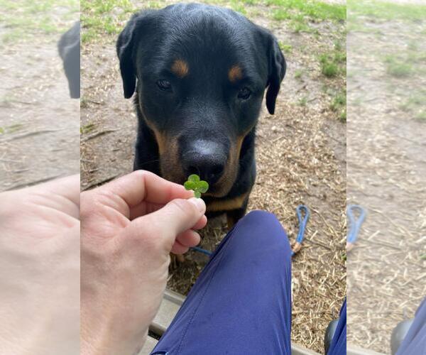 Medium Photo #4 Rottweiler-Unknown Mix Puppy For Sale in Front Royal, VA, USA