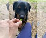 Small #3 Rottweiler Mix
