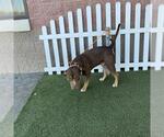 *ARBY - Male Staffordshire Bull Terrier Dog for Adoption - Small photo