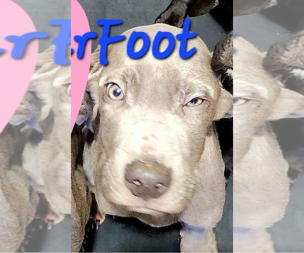 Medium Photo #3 Unknown-Weimaraner Mix Puppy For Sale in Rockwall, TX, USA