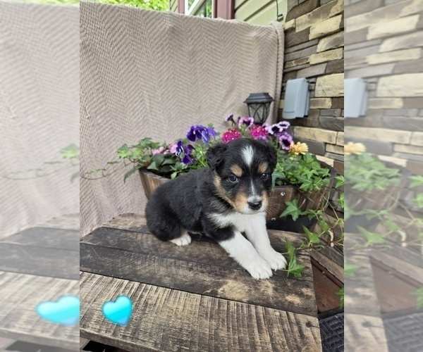 Medium Photo #8 Australian Shepherd Puppy For Sale in SALISBURY, PA, USA