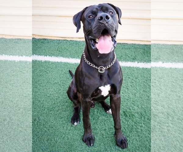 Medium Photo #9 Mastiff-Unknown Mix Puppy For Sale in phoenix, AZ, USA