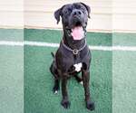 Small #8 Mastiff Mix