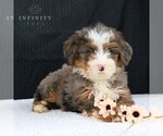 Small Photo #2 Bernedoodle Puppy For Sale in EPHRATA, PA, USA